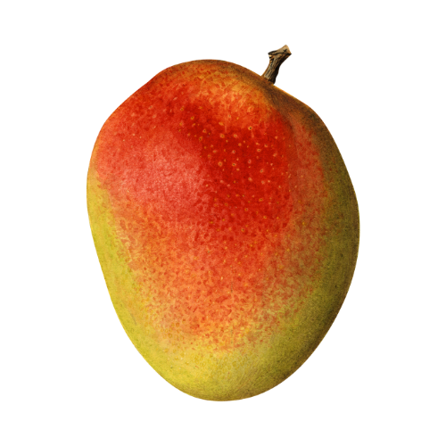 Mango - Organic