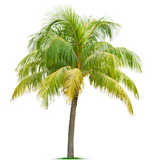 Organic Coconut Sugar