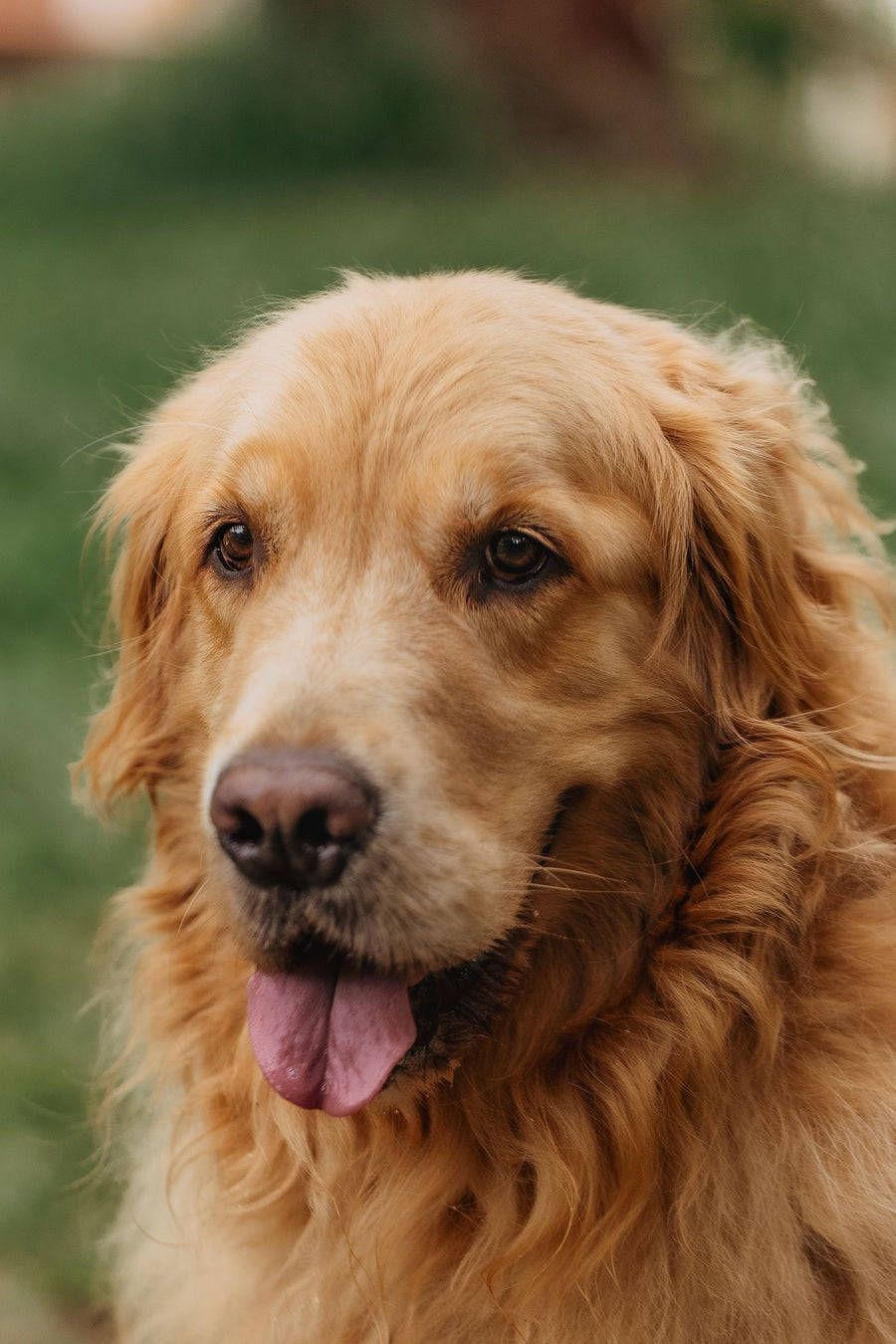 Pet Brands